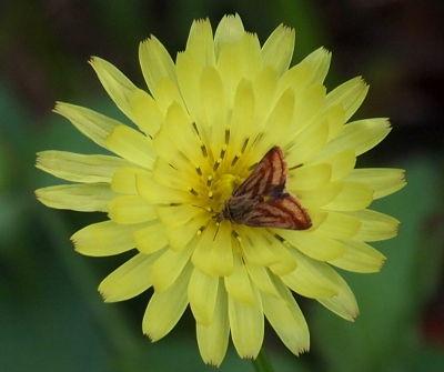 [This triangular-shaped moth is perched across the lower half of the center of the pale yellow flower which has yellow and black stamen in its center. The flower has three bands of petals with each band comprising of 15-20 long thin petals. The moth is contained in the lower half of the center band. The moth is a combination of light and dark brown stripes which follow the outlines of its wings.]